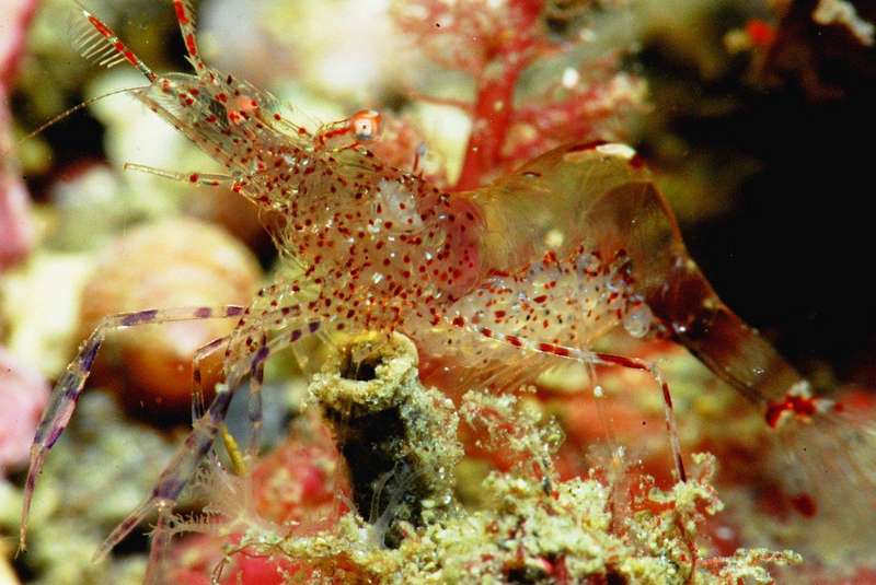 NAFOSUB 2012: Juan Carlos Melero y Ana Isabel Moreno, rozan el "Top Ten" nacional